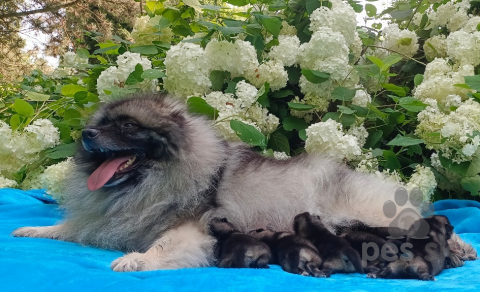 Špice a primitívne typy, Německý špic vlčí / keeshond prodám štěňata s PP