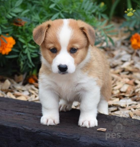 Ovčiaky a pastierske psy, Ckc Pembroke Welsh Corgi Šteniatka