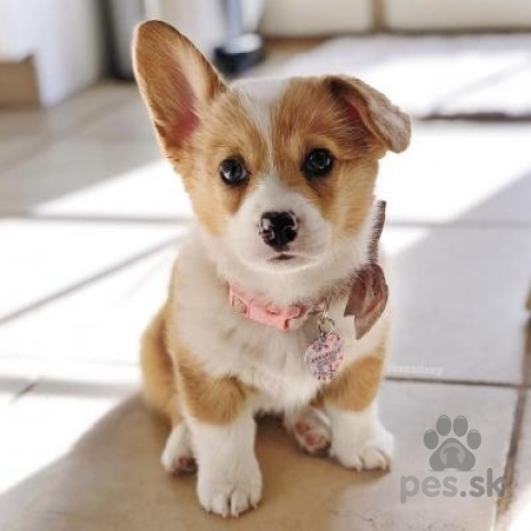 Ovčiaky a pastierske psy, Predám šteniatka welsh corgi