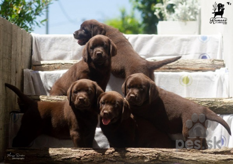 Retrívre, sliediče a vodné psy, Šteniatka labradorského retrievera 