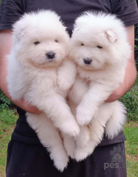 Špice a primitívne typy, Samojed prodáme krásná štěňata s PP