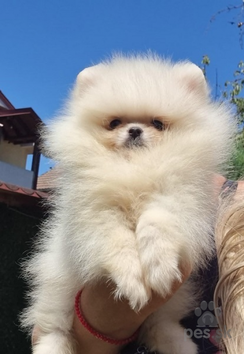 Špice a primitívne typy, Pomeranian Boo šteniatka