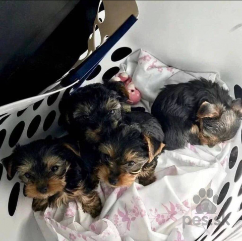 Teriéry, Roztomilé šteniatka Yorkie na adopciu  