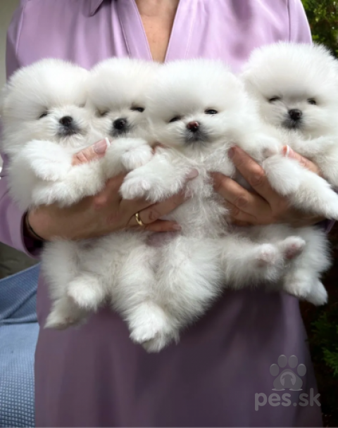 Špice a primitívne typy, K dispozícii sú krásne šteniatka Pomeranian Teacup.