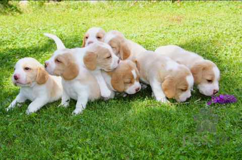 Duriče, farbiare a príbuzné plemená, Bígl beagle štěně