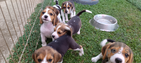 Duriče, farbiare a príbuzné plemená, Bígl, bígel, beagle