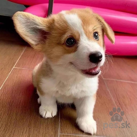 Ovčiaky a pastierske psy, Šteniatka Pembroke Welsh corgi.