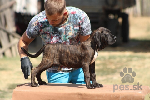 Pinče, bradáče, molosoidy a švajčiarske salašnícke psy, Šteniatka Cane corso 