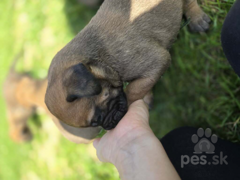 Pinče, bradáče, molosoidy a švajčiarske salašnícke psy, Bulmastif šteniatka