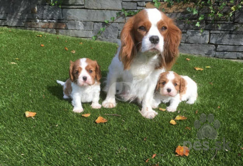 Spoločenské a sprievodné psy, Šteniatka Cavalier King Charles Spaniel