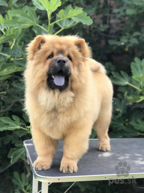 Špice a primitívne typy, Chow Chow puppies for sale!