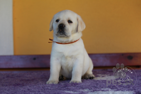 Retrívre, sliediče a vodné psy, Labrador Retriever - šteniatka s rodokmeňom pôvodu s PP