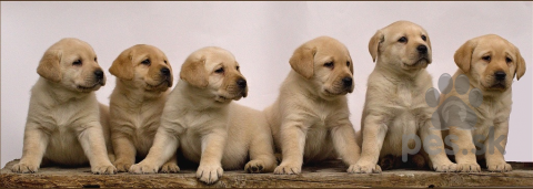 Retrívre, sliediče a vodné psy, Labradorský retriever 