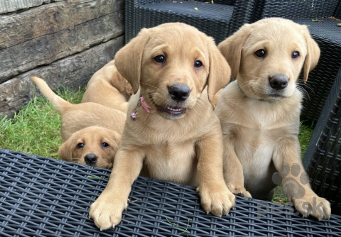 Retrívre, sliediče a vodné psy, Šteniatka labradorského retrievera