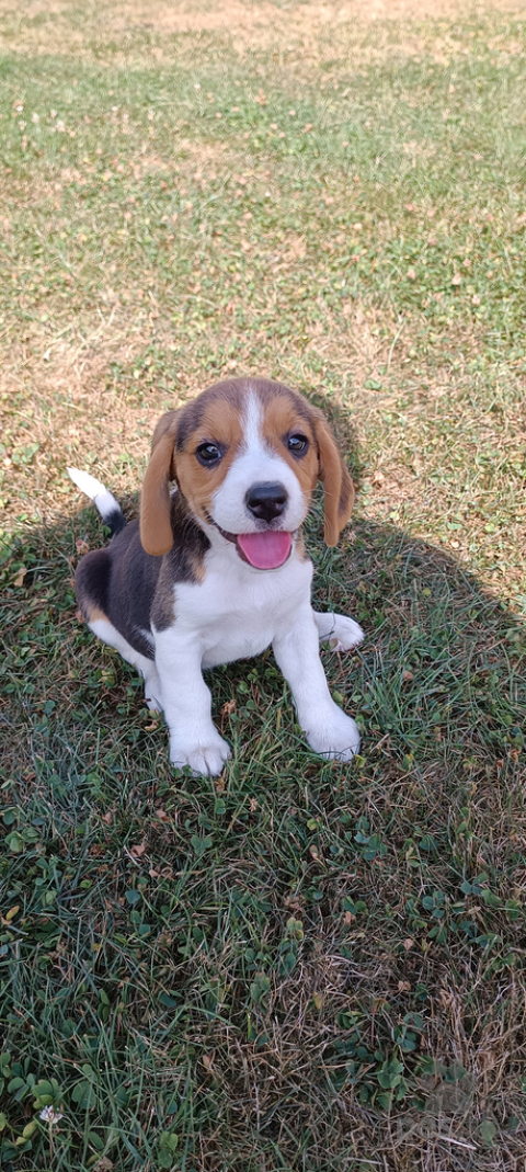 Duriče, farbiare a príbuzné plemená, Bígl, bígel, beagle