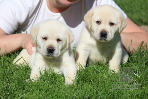 Retrívre, sliediče a vodné psy, Labrador Retriever - šteniatka s rodokmeňom pôvodu s PP