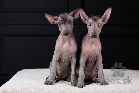 Špice a primitívne typy, Šteniatka Xoloitzcuintle (mexický bezsrstý pes)