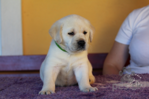 Retrívre, sliediče a vodné psy, Labrador Retriever - šteniatko s rodokmeňom pôvodu