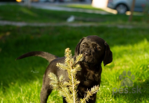 Retrívre, sliediče a vodné psy, Šteniatka labradorského retrievera 