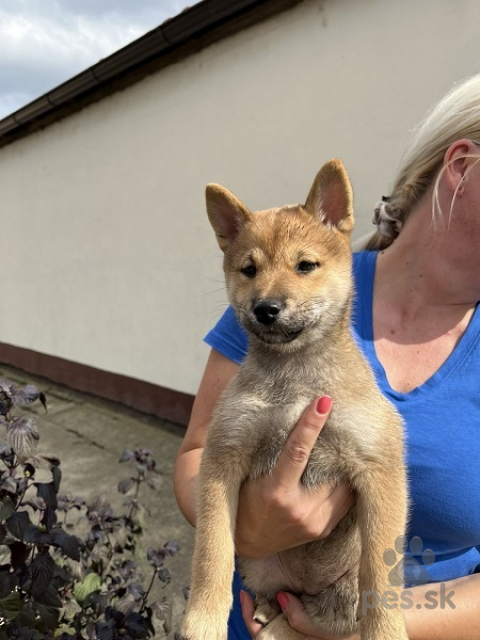 Špice a primitívne typy, Šteniatka Shiba inu 