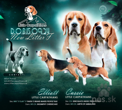 Duriče, farbiare a príbuzné plemená, Šteniatka Bígl (Beagle) z CHS LITTLE CARPATHIANS