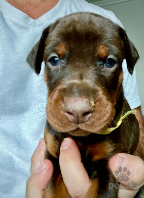 Pinče, bradáče, molosoidy a švajčiarske salašnícke psy, Dobermann stenatka