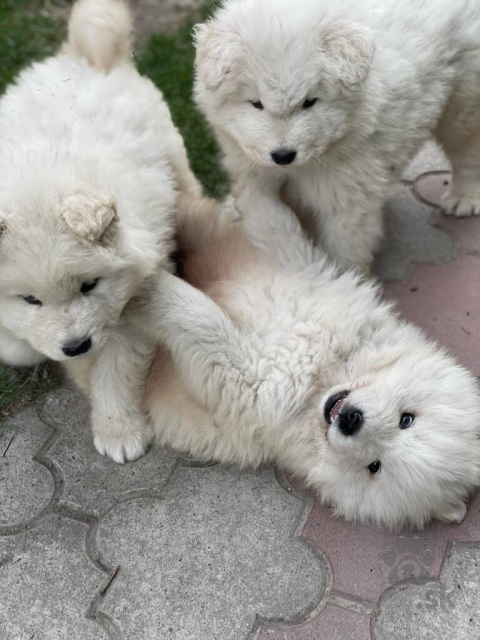 Špice a primitívne typy, Samojed šteniatko na predaj