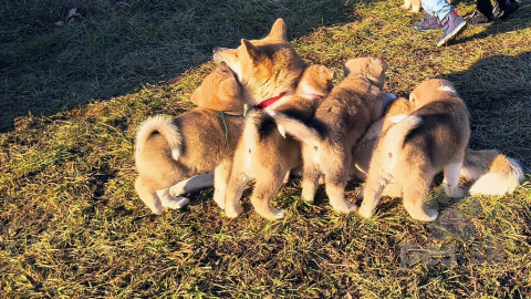 Špice a primitívne typy, Akita inu 