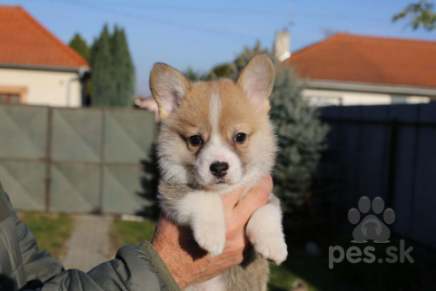 Ovčiaky a pastierske psy, Welsh corgi pembroke