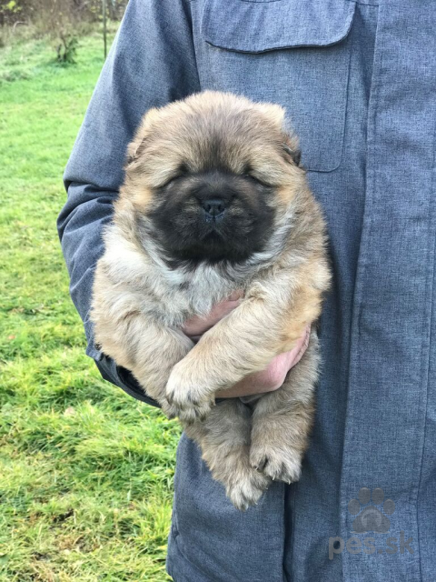 Špice a primitívne typy, Chow Chow male puppies for sale!