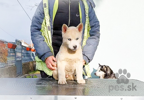 Špice a primitívne typy, Siberian husky puppies