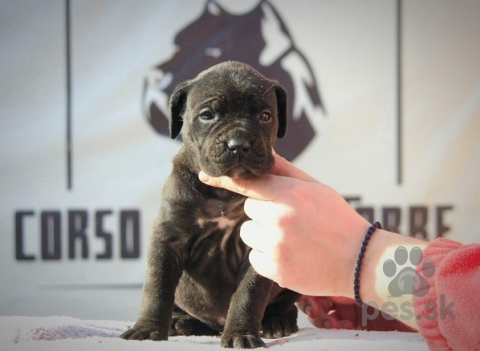 Pinče, bradáče, molosoidy a švajčiarske salašnícke psy, Šteniatka Cane Corso 