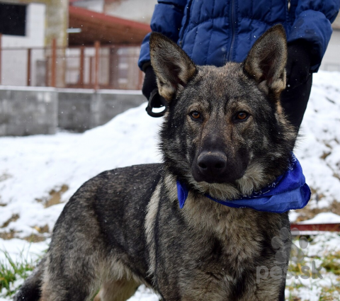 Neuznané plemená a krížence, Bolek hlada domov