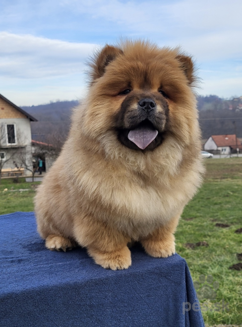 Špice a primitívne typy, Chow Chow male puppies for sale!