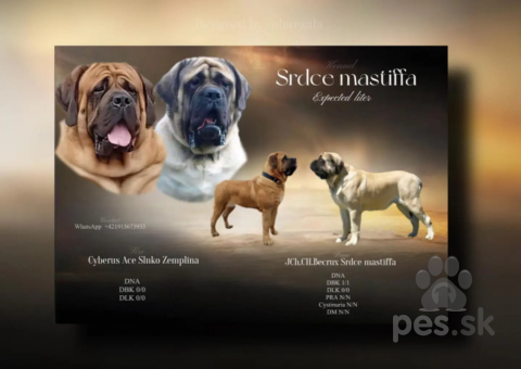 Pinče, bradáče, molosoidy a švajčiarske salašnícke psy, Mastiff 