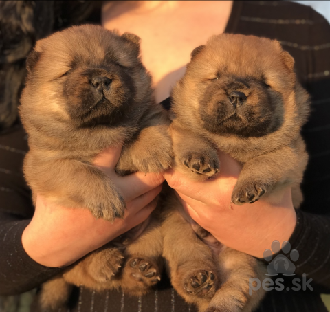 Špice a primitívne typy, Chow Chow puppies for sale!