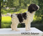 , Lagotto romagnolo s PP