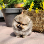 , Šteniatka pomeranian na adopciu