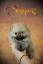 , Pomeranian Boo, šálka čaju Pomeranian šteňa 