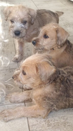 , ŠTĚŇATA - SOFT COATED WHEATEN TERRIER