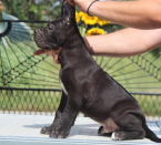 Pinče, bradáče, molosoidy a švajčiarske salašnícke psy, CANE CORSO