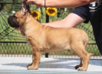 Pinče, bradáče, molosoidy a švajčiarske salašnícke psy, CANE CORSO