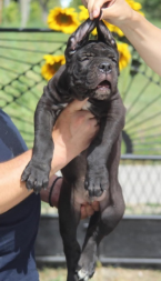 Pinče, bradáče, molosoidy a švajčiarske salašnícke psy, CANE CORSO