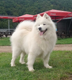 Špice a primitívne typy, SAMOJED