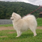 Špice a primitívne typy, SAMOJED