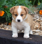 , Ckc Pembroke Welsh Corgi Šteniatka