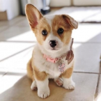 , Predám šteniatka welsh corgi