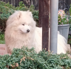 Špice a primitívne typy, SAMOJED