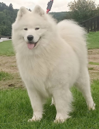 Špice a primitívne typy, SAMOJED