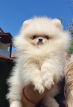 , Pomeranian Boo šteniatka